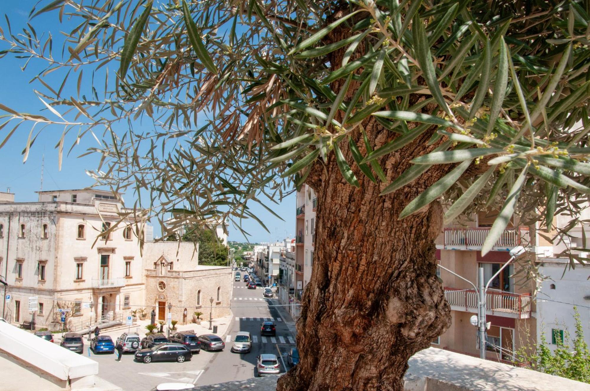 Palazzo Marconi Otel Locorotondo Dış mekan fotoğraf